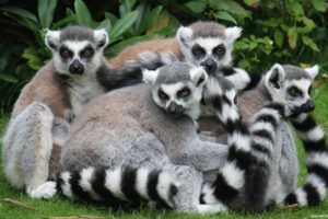 lemur, Primate, Madagascar,  15