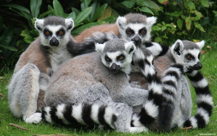 lemur, Primate, Madagascar,  15 HD Wallpaper Desktop Background