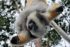 lemur, Primate, Madagascar,  13