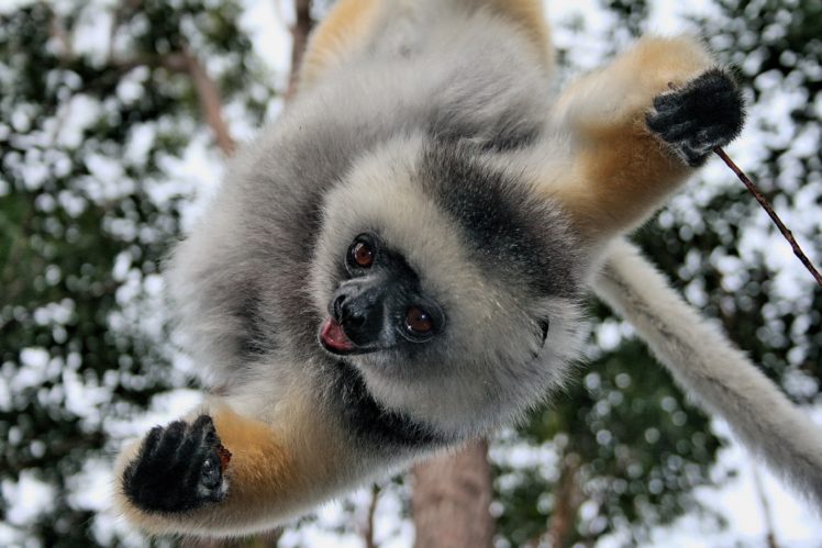 lemur, Primate, Madagascar,  13 HD Wallpaper Desktop Background