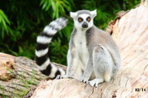 lemur, Primate, Madagascar,  12