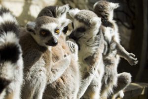 lemur, Primate, Madagascar,  10