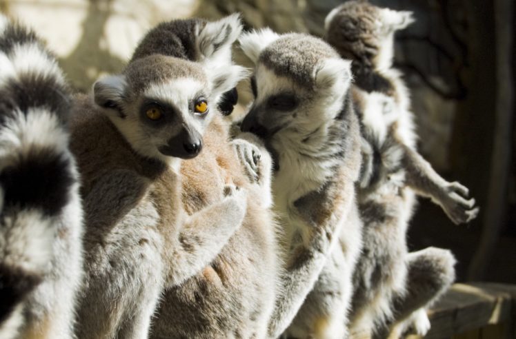 lemur, Primate, Madagascar,  10 HD Wallpaper Desktop Background