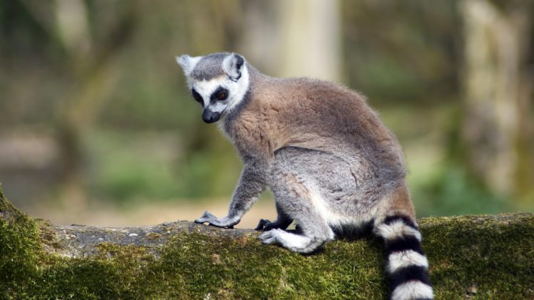 lemur, Primate, Madagascar,  14 HD Wallpaper Desktop Background