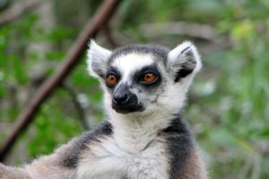 lemur, Primate, Madagascar,  11