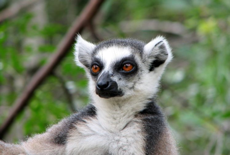 lemur, Primate, Madagascar,  11 HD Wallpaper Desktop Background