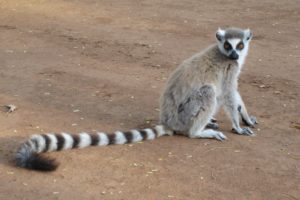 lemur, Primate, Madagascar,  9