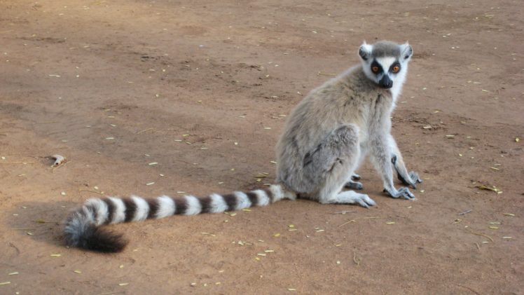 lemur, Primate, Madagascar,  9 HD Wallpaper Desktop Background