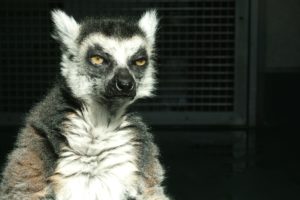 lemur, Primate, Madagascar,  24