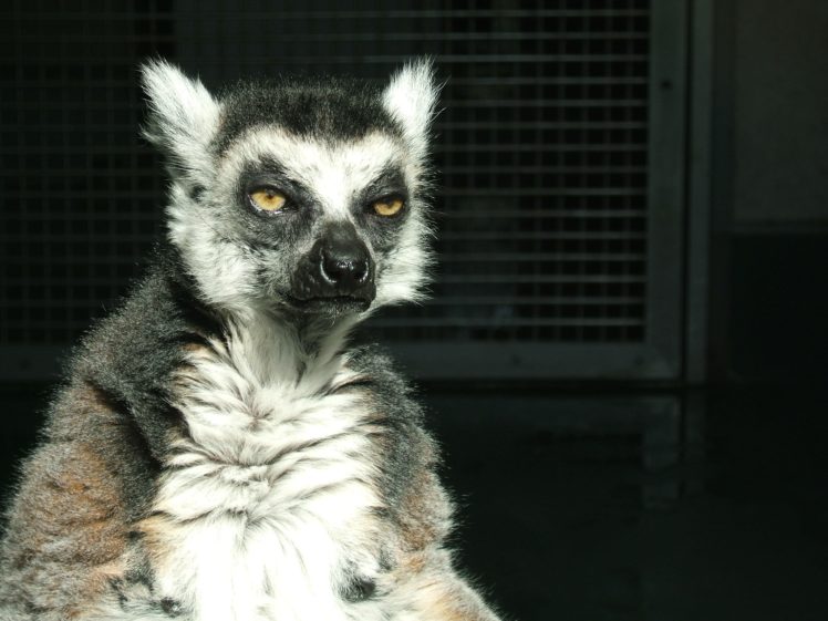 lemur, Primate, Madagascar,  24 HD Wallpaper Desktop Background