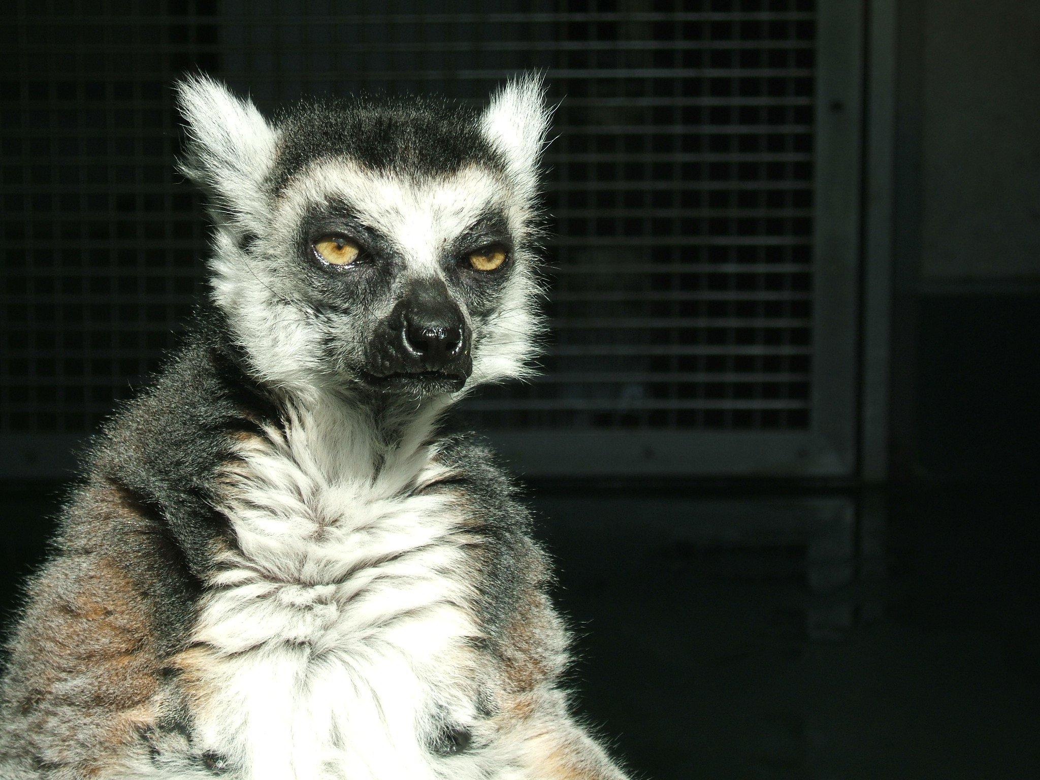lemur, Primate, Madagascar,  24 Wallpaper
