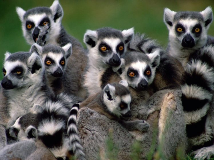 lemur, Primate, Madagascar,  20 HD Wallpaper Desktop Background