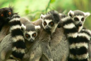 lemur, Primate, Madagascar,  18
