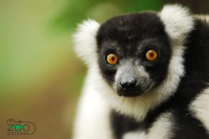 lemur, Primate, Madagascar,  17