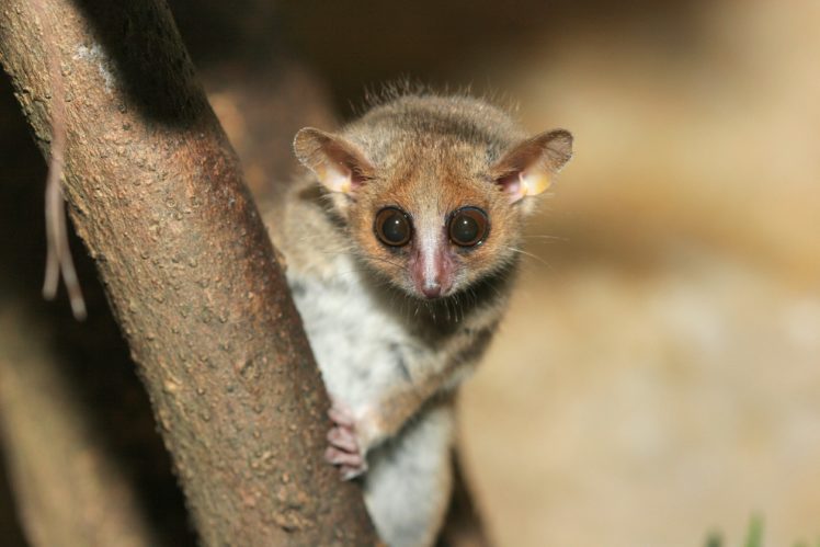lemur, Primate, Madagascar,  21 HD Wallpaper Desktop Background