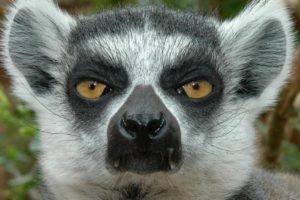 lemur, Primate, Madagascar,  19