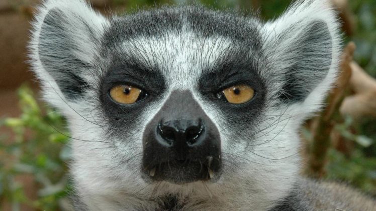 lemur, Primate, Madagascar,  19 HD Wallpaper Desktop Background