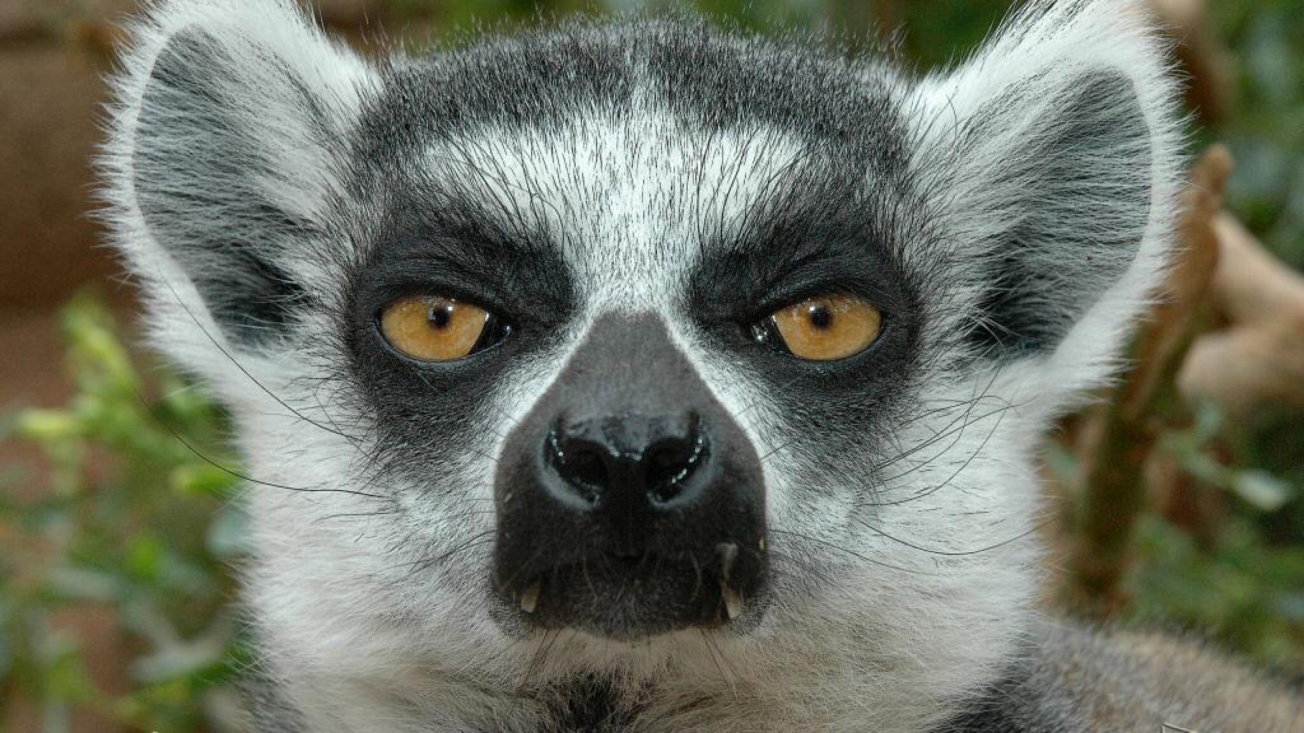 lemur, Primate, Madagascar,  19 Wallpaper