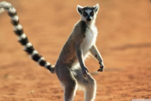 lemur, Primate, Madagascar,  32