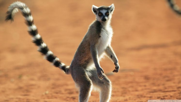 lemur, Primate, Madagascar,  32 HD Wallpaper Desktop Background