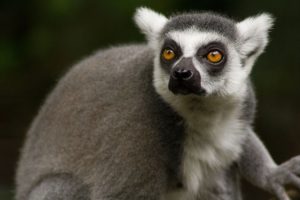 lemur, Primate, Madagascar,  29