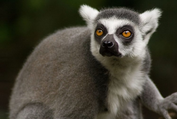 lemur, Primate, Madagascar,  29 HD Wallpaper Desktop Background