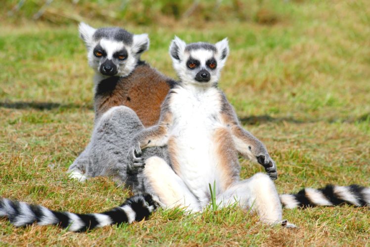 lemur, Primate, Madagascar,  28 HD Wallpaper Desktop Background