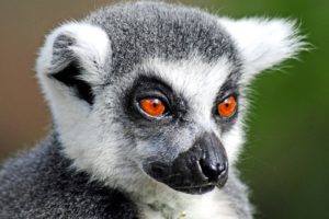 lemur, Primate, Madagascar,  27