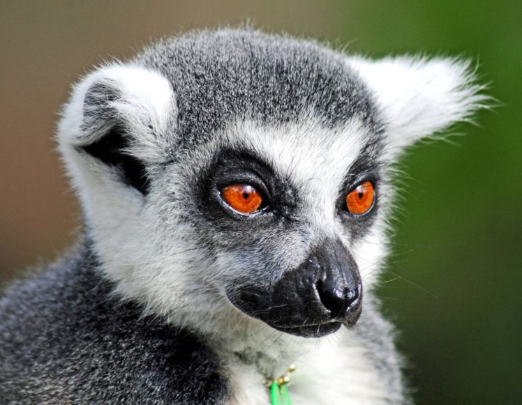 lemur, Primate, Madagascar,  27 HD Wallpaper Desktop Background