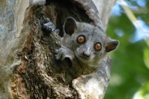 lemur, Primate, Madagascar,  26