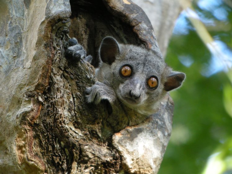 lemur, Primate, Madagascar,  26 HD Wallpaper Desktop Background