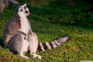 lemur, Primate, Madagascar,  30
