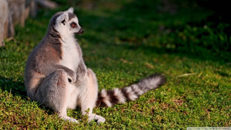 lemur, Primate, Madagascar,  30 HD Wallpaper Desktop Background