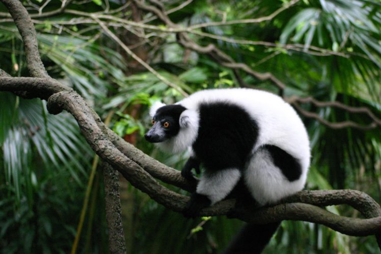 lemur, Primate, Madagascar,  31 , Jpg HD Wallpaper Desktop Background