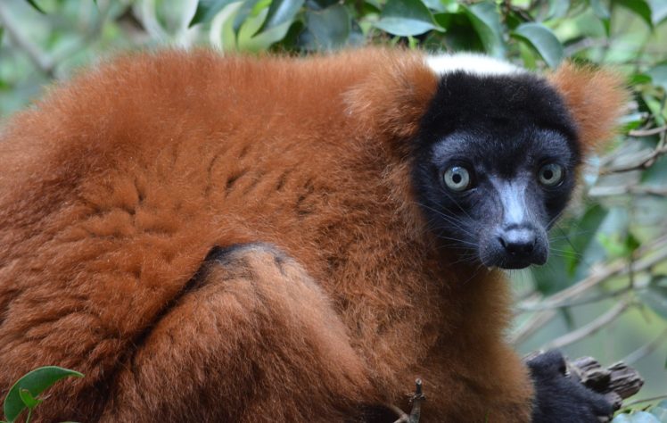 lemur, Primate, Madagascar,  25 HD Wallpaper Desktop Background