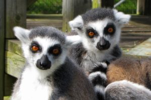 lemur, Primate, Madagascar,  33