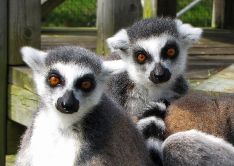 lemur, Primate, Madagascar,  33 HD Wallpaper Desktop Background