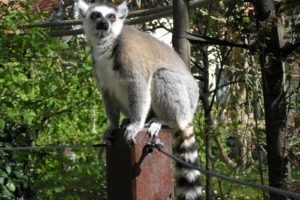 lemur, Primate, Madagascar,  39