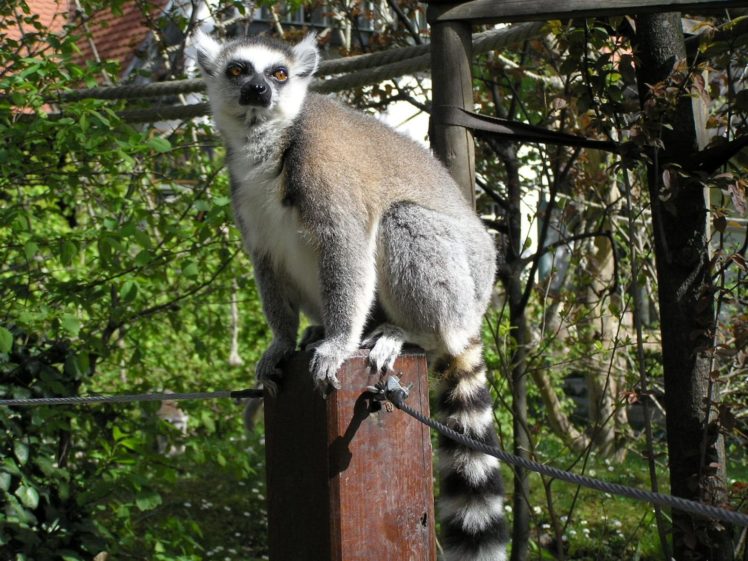 lemur, Primate, Madagascar,  39 HD Wallpaper Desktop Background