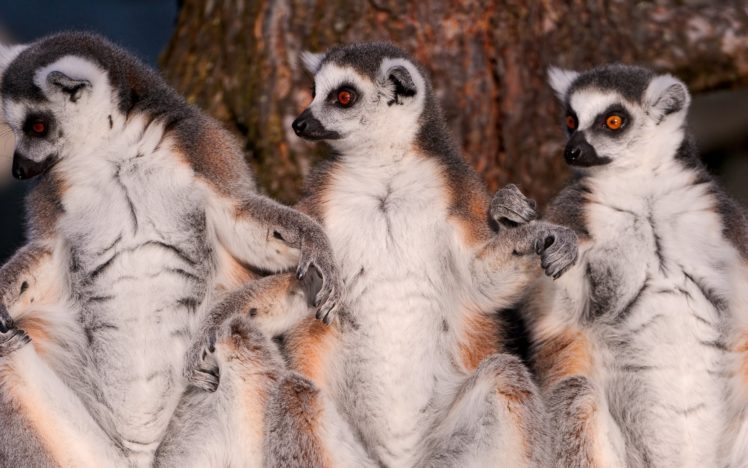 lemur, Primate, Madagascar,  36 HD Wallpaper Desktop Background