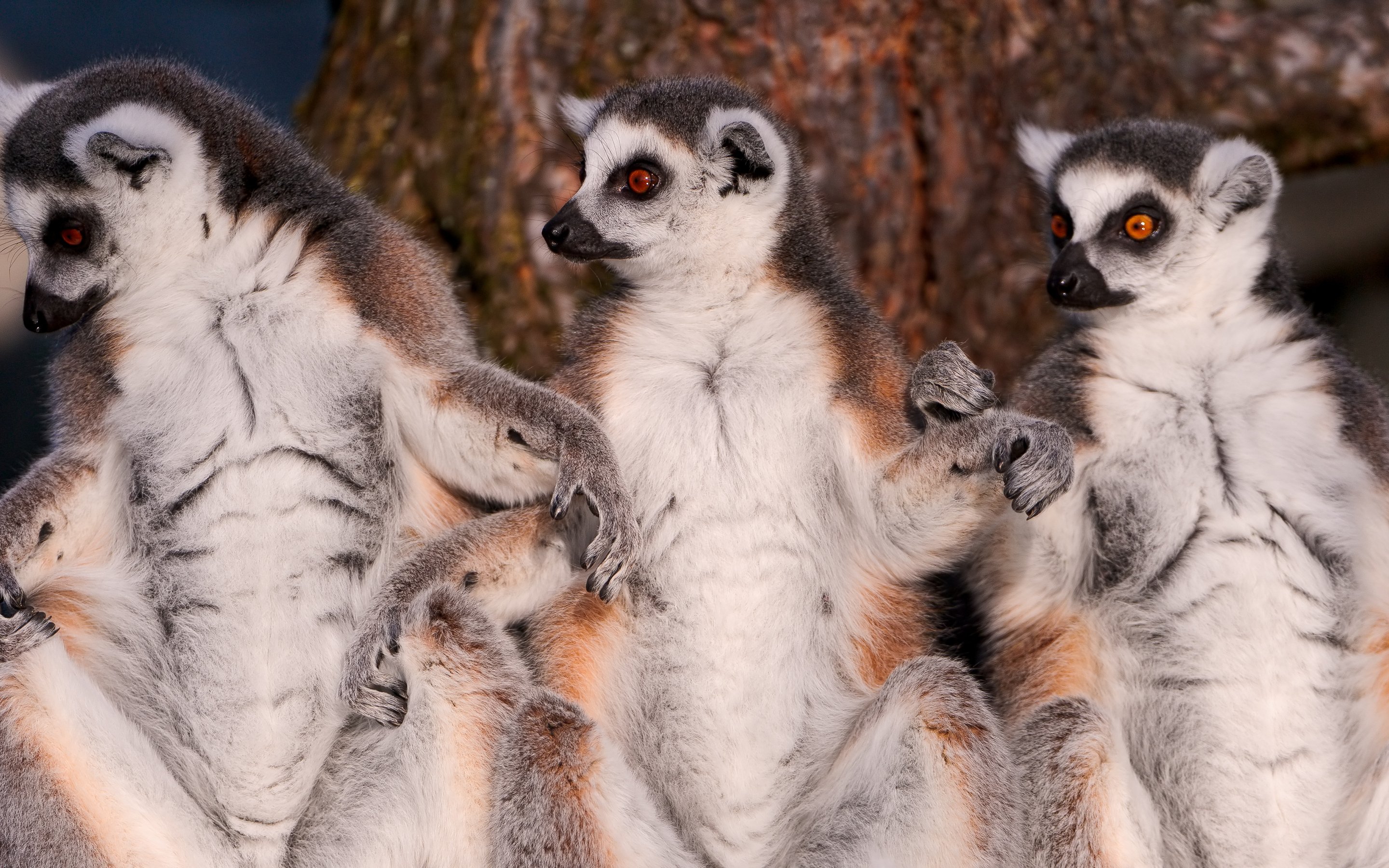 lemur, Primate, Madagascar,  36 Wallpaper