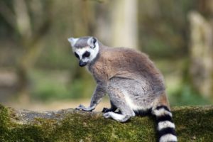 lemur, Primate, Madagascar,  38