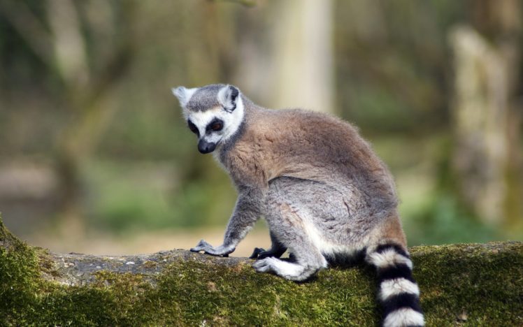 lemur, Primate, Madagascar,  38 HD Wallpaper Desktop Background
