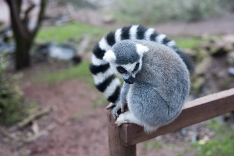 lemur, Primate, Madagascar,  34 HD Wallpaper Desktop Background