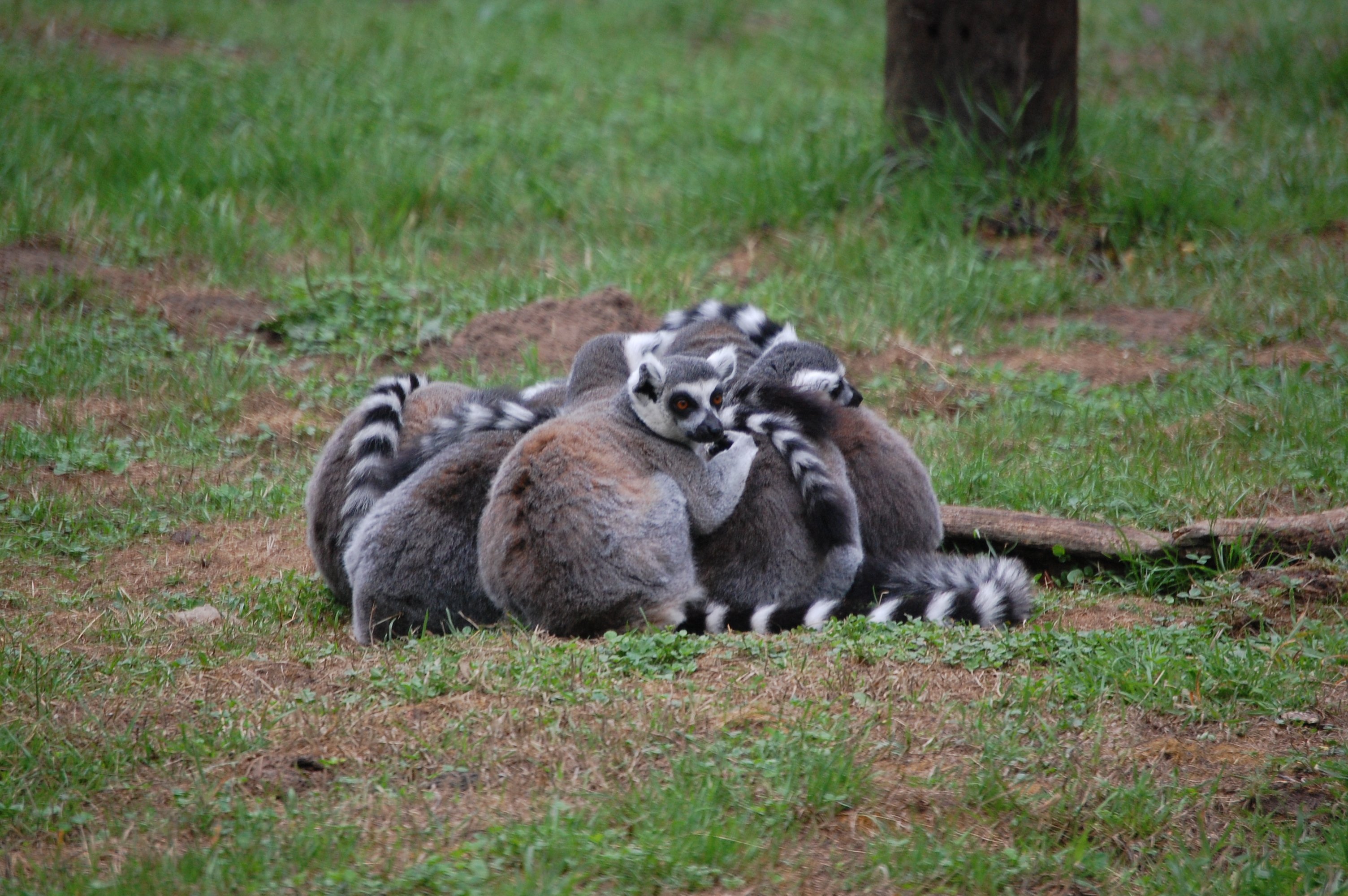 lemur, Primate, Madagascar,  37 , Jpg Wallpaper