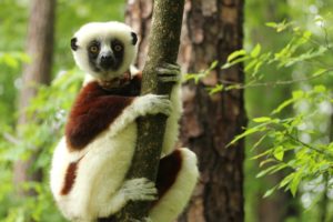 lemur, Primate, Madagascar,  35