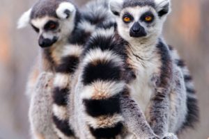 lemur, Primate, Madagascar,  48