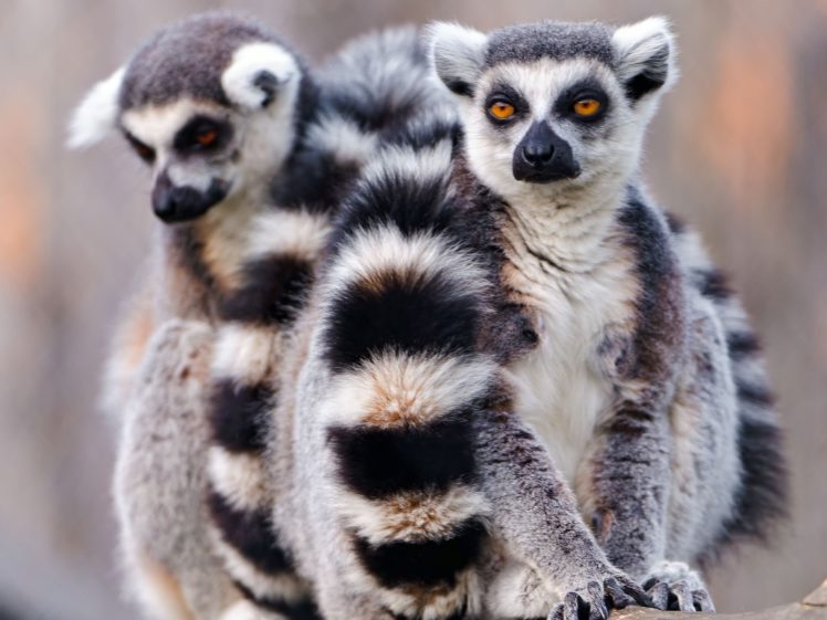 lemur, Primate, Madagascar,  48 HD Wallpaper Desktop Background