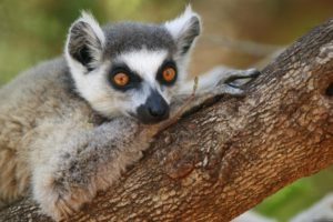 lemur, Primate, Madagascar,  41
