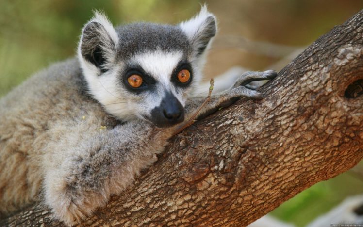 lemur, Primate, Madagascar,  41 HD Wallpaper Desktop Background